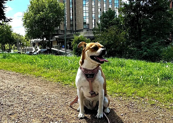 Crowne Plaza Duesseldorf - By Ihg Szálloda